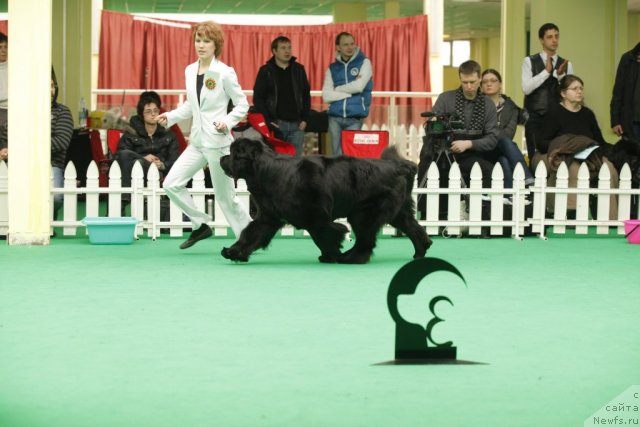 Фото: ньюфаундленд Aquatoriya Kelvin Lambordghini (Акватория Келвин Ламборджини)