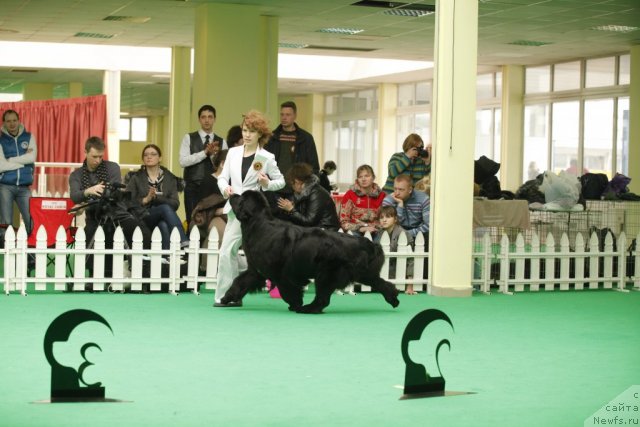 Фото: ньюфаундленд Aquatoriya Kelvin Lambordghini (Акватория Келвин Ламборджини)