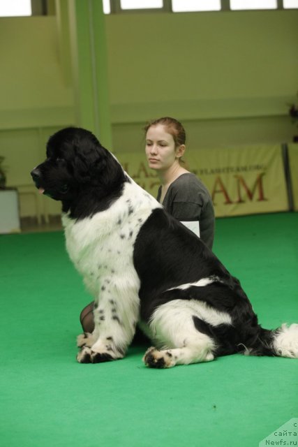 Фото: ньюфаундленд Piternyuf Prodigy (Питерньюф Продижи)