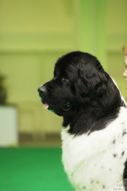 Фото: ньюфаундленд Piternyuf Prodigy (Питерньюф Продижи)