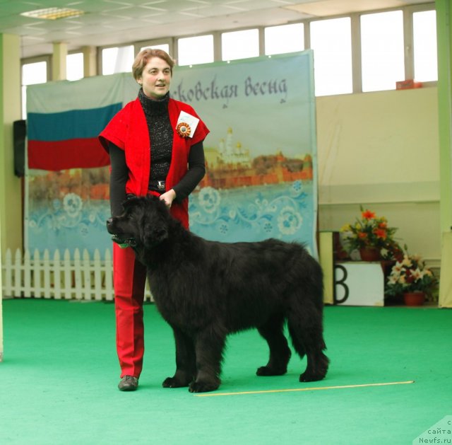 Фото: ньюфаундленд Funnewf Uletnaya Devchenka (Фанньюф Улетная Девчонка)