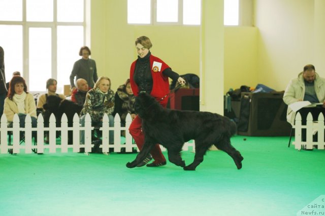 Фото: ньюфаундленд Funnewf Uletnaya Devchenka (Фанньюф Улетная Девчонка)