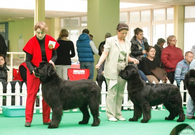 Фото: ньюфаундленд Funnewf Uletnaya Devchenka (Фанньюф Улетная Девчонка), ньюфаундленд Tselogo Mira Malo iz Arkaima (Целого Мира Мало из Аркаима)
