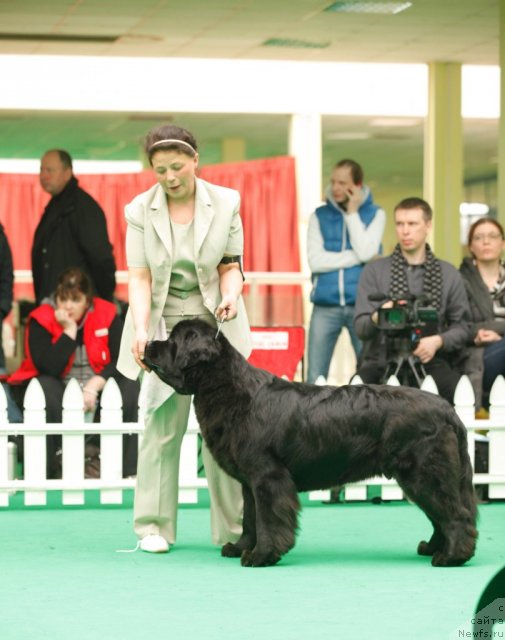 Фото: ньюфаундленд Tselogo Mira Malo iz Arkaima (Целого Мира Мало из Аркаима)