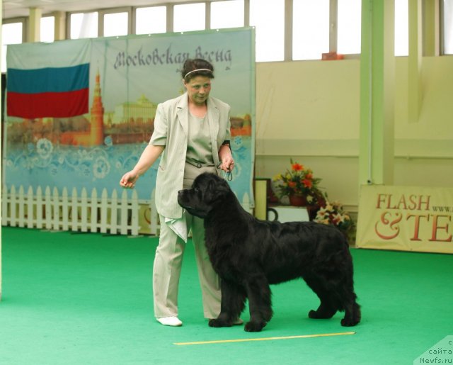 Фото: ньюфаундленд Tselogo Mira Malo iz Arkaima (Целого Мира Мало из Аркаима)