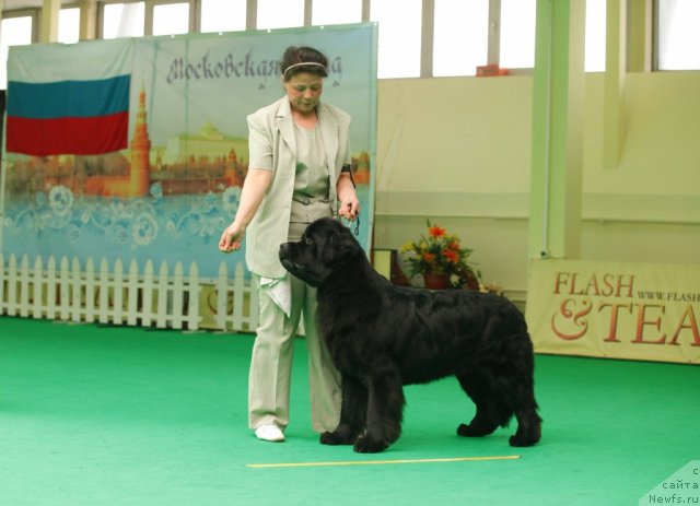 Фото: ньюфаундленд Tselogo Mira Malo iz Arkaima (Целого Мира Мало из Аркаима)