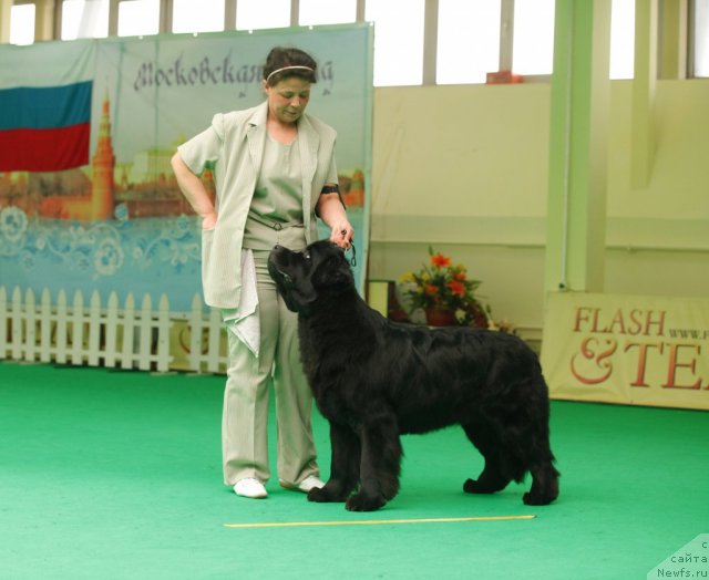 Фото: ньюфаундленд Tselogo Mira Malo iz Arkaima (Целого Мира Мало из Аркаима)