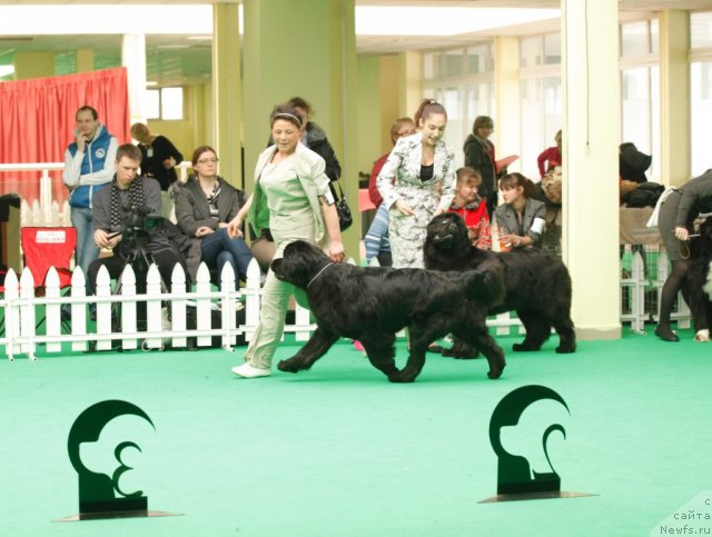 Фото: ньюфаундленд Tselogo Mira Malo iz Arkaima (Целого Мира Мало из Аркаима)