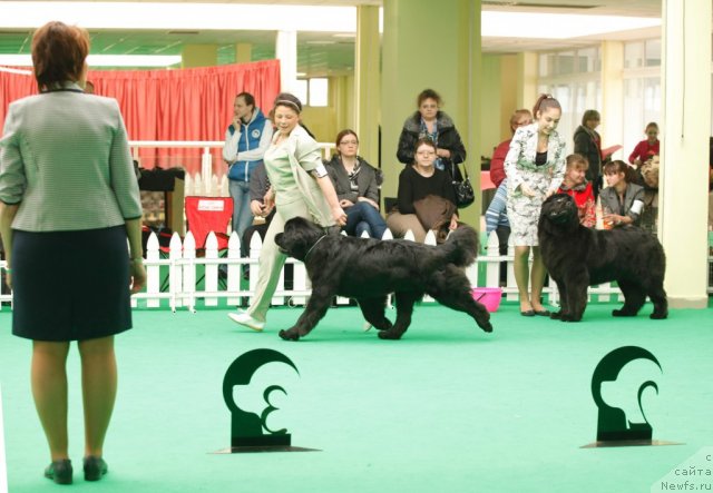 Фото: ньюфаундленд Tselogo Mira Malo iz Arkaima (Целого Мира Мало из Аркаима)