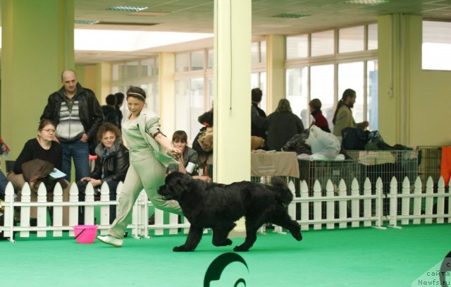 Фото: ньюфаундленд Tselogo Mira Malo iz Arkaima (Целого Мира Мало из Аркаима)