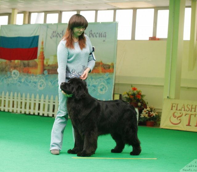 Фото: ньюфаундленд Sent Djons Ulrika (Сент Джонс Ульрика)