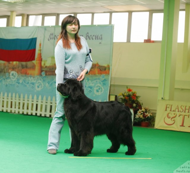 Фото: ньюфаундленд Sent Djons Ulrika (Сент Джонс Ульрика)