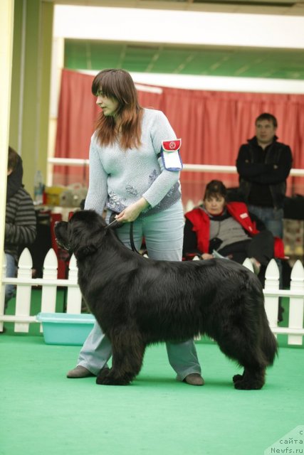 Фото: ньюфаундленд Sent Djons Ulrika (Сент Джонс Ульрика)