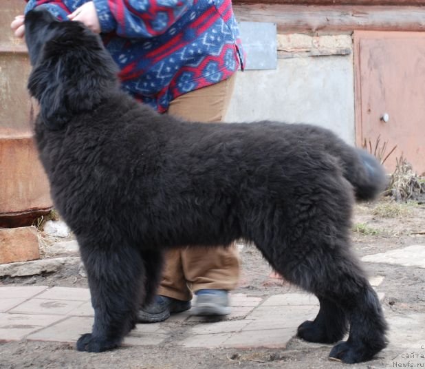 Фото: ньюфаундленд Dar Svezy Brilliant Idea (Дар Свезы Бриллиант Идеа)