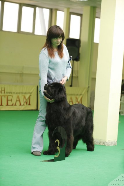 Фото: ньюфаундленд Sent Djons Ulrika (Сент Джонс Ульрика)