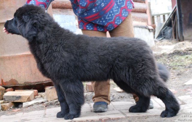 Фото: ньюфаундленд Dar Svezy Brilliant Idea (Дар Свезы Бриллиант Идеа)