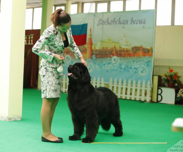 Фото: ньюфаундленд Sent Djons Sabina Mistical (Сент Джонс Сабина Мистикал)
