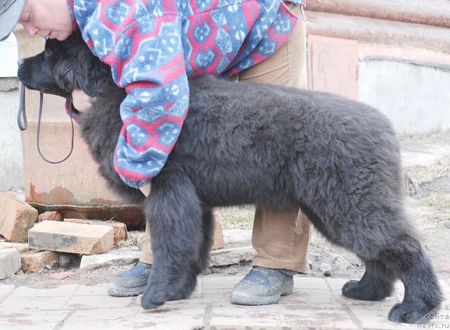 Фото: ньюфаундленд Dar Svezy Brilliant Idea (Дар Свезы Бриллиант Идеа)