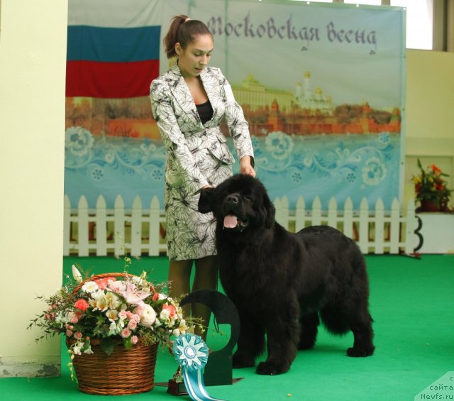 Фото: ньюфаундленд Sent Djons Sabina Mistical (Сент Джонс Сабина Мистикал)