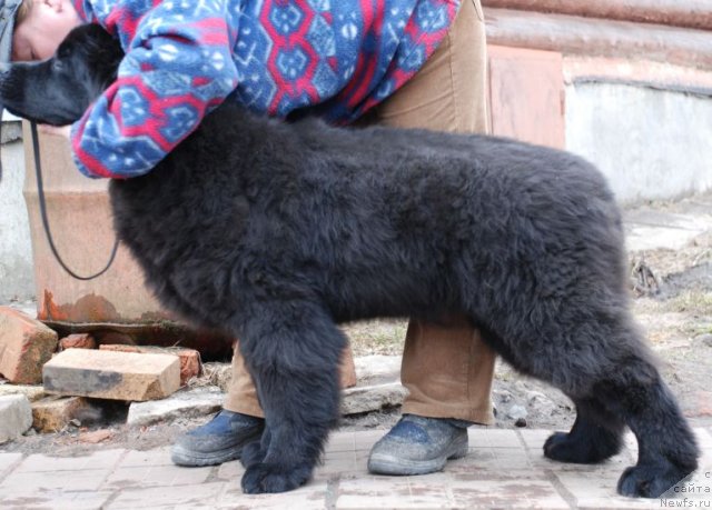 Фото: ньюфаундленд Dar Svezy Brilliant Idea (Дар Свезы Бриллиант Идеа)