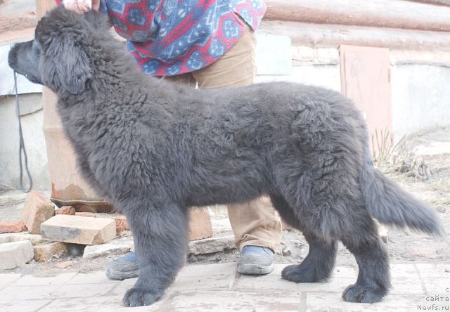 Фото: ньюфаундленд Dar Svezy Brilliant Idea (Дар Свезы Бриллиант Идеа)