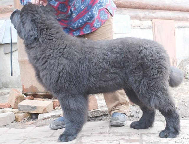 Фото: ньюфаундленд Dar Svezy Brilliant Idea (Дар Свезы Бриллиант Идеа)