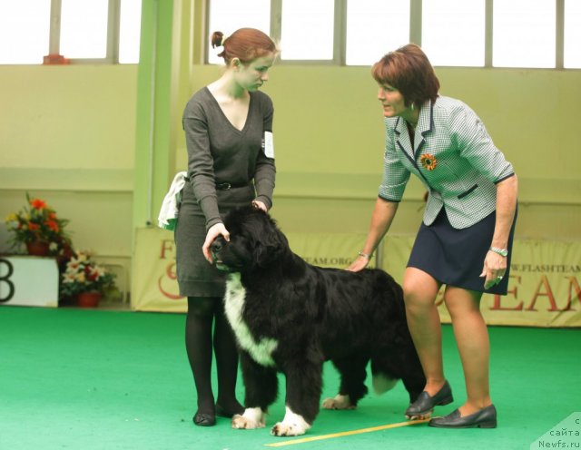 Фото: ньюфаундленд Mag Ispolin Lavina (Маг Исполин Лавина)