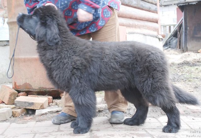 Фото: ньюфаундленд Dar Svezy Brilliant Idea (Дар Свезы Бриллиант Идеа)