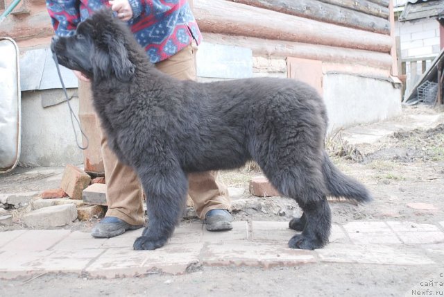 Фото: ньюфаундленд Dar Svezy Brilliant Idea (Дар Свезы Бриллиант Идеа)