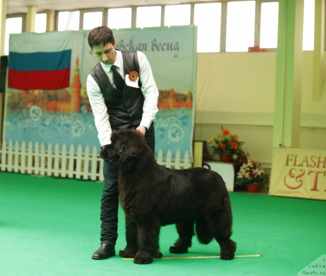Фото: ньюфаундленд Smigar Nimfeya Neotrazimaya (Смигар Нимфея Неотразимая)