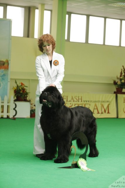 Фото: ньюфаундленд Aquatoriya Kelvin Lambordghini (Акватория Келвин Ламборджини)