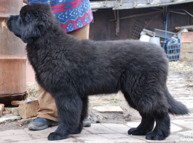 Фото: ньюфаундленд Dar Svezy Brilliant Idea (Дар Свезы Бриллиант Идеа)