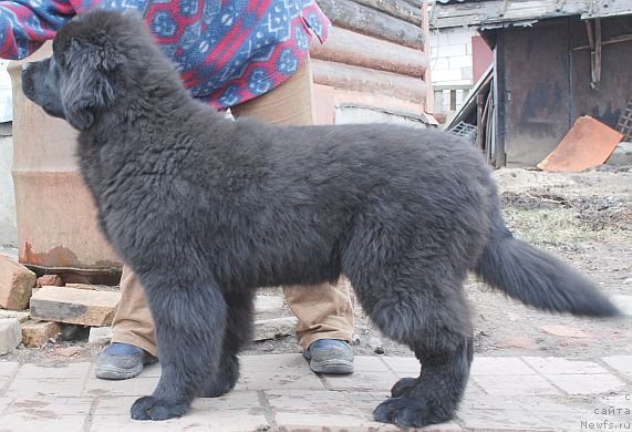 Фото: ньюфаундленд Dar Svezy Brilliant Idea (Дар Свезы Бриллиант Идеа)