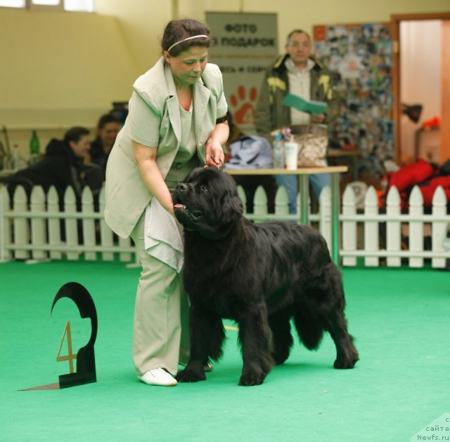Фото: ньюфаундленд Tselogo Mira Malo iz Arkaima (Целого Мира Мало из Аркаима)