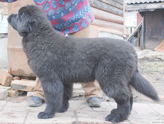 Фото: ньюфаундленд Dar Svezy Brilliant Idea (Дар Свезы Бриллиант Идеа)