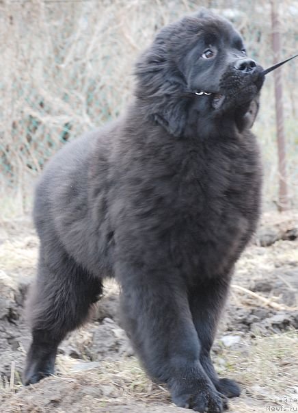 Фото: ньюфаундленд Dar Svezy Brilliant Idea (Дар Свезы Бриллиант Идеа)