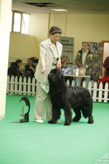 Фото: ньюфаундленд Tselogo Mira Malo iz Arkaima (Целого Мира Мало из Аркаима)