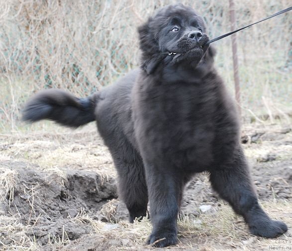 Фото: ньюфаундленд Dar Svezy Brilliant Idea (Дар Свезы Бриллиант Идеа)