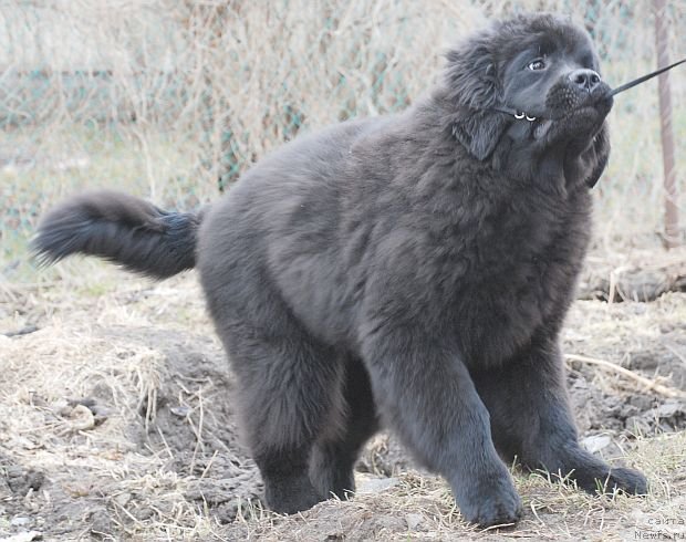 Фото: ньюфаундленд Dar Svezy Brilliant Idea (Дар Свезы Бриллиант Идеа)