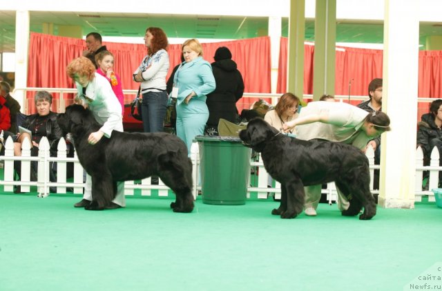 Фото: ньюфаундленд Aquatoriya Kelvin Lambordghini (Акватория Келвин Ламборджини), ньюфаундленд Tselogo Mira Malo iz Arkaima (Целого Мира Мало из Аркаима)