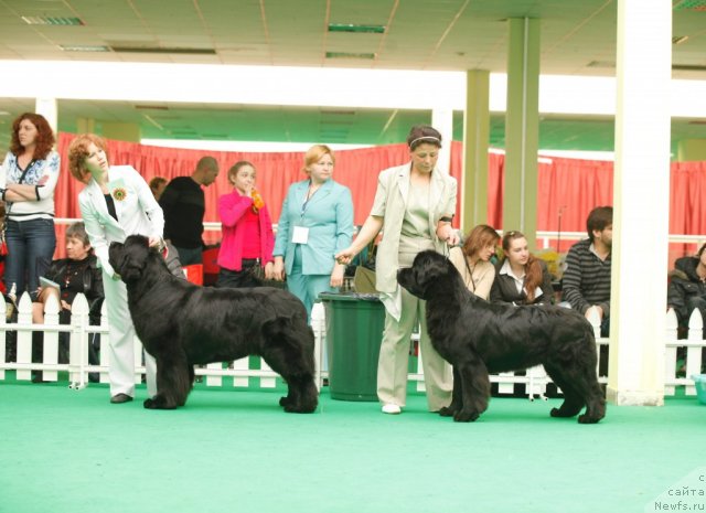 Фото: ньюфаундленд Aquatoriya Kelvin Lambordghini (Акватория Келвин Ламборджини), ньюфаундленд Tselogo Mira Malo iz Arkaima (Целого Мира Мало из Аркаима)