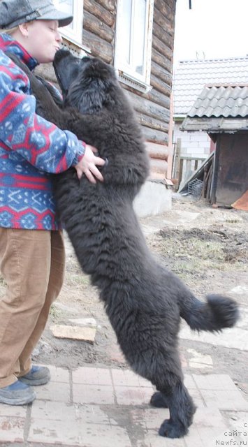 Фото: ньюфаундленд Dar Svezy Brilliant Idea (Дар Свезы Бриллиант Идеа)