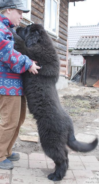 Фото: ньюфаундленд Dar Svezy Brilliant Idea (Дар Свезы Бриллиант Идеа)