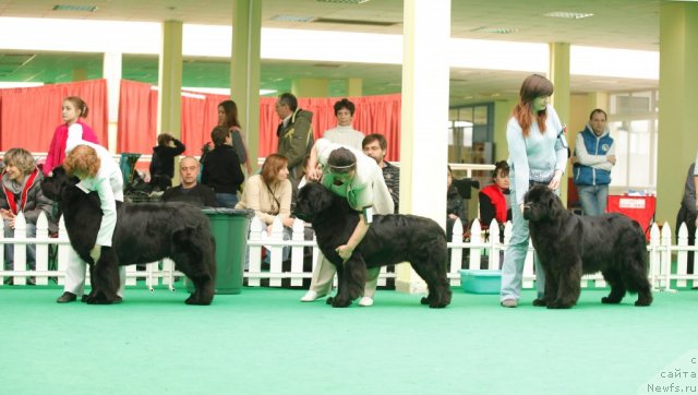 Фото: ньюфаундленд Aquatoriya Kelvin Lambordghini (Акватория Келвин Ламборджини), ньюфаундленд Tselogo Mira Malo iz Arkaima (Целого Мира Мало из Аркаима), ньюфаундленд Sent Djons Ulrika (Сент Джонс Ульрика)