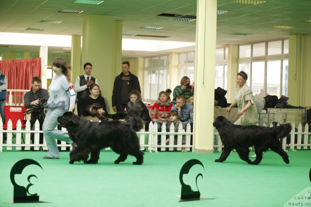 Фото: ньюфаундленд Sent Djons Ulrika (Сент Джонс Ульрика), ньюфаундленд Tselogo Mira Malo iz Arkaima (Целого Мира Мало из Аркаима)