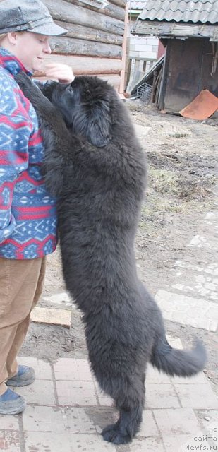 Фото: ньюфаундленд Dar Svezy Brilliant Idea (Дар Свезы Бриллиант Идеа)