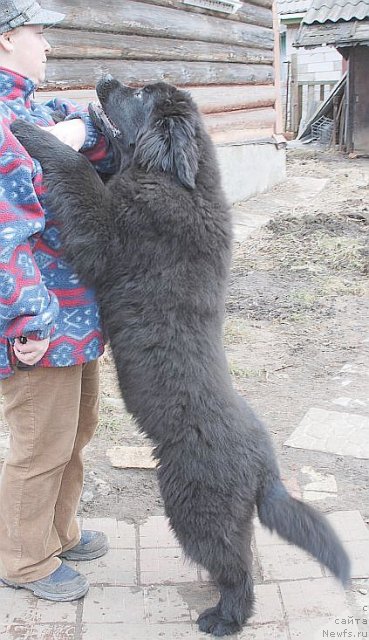 Фото: ньюфаундленд Dar Svezy Brilliant Idea (Дар Свезы Бриллиант Идеа)