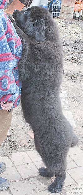 Фото: ньюфаундленд Dar Svezy Brilliant Idea (Дар Свезы Бриллиант Идеа)