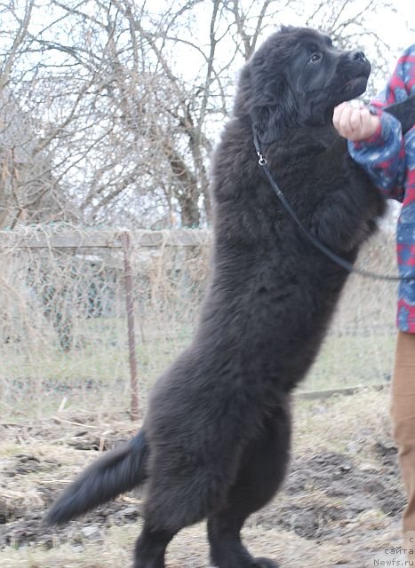 Фото: ньюфаундленд Dar Svezy Brilliant Idea (Дар Свезы Бриллиант Идеа)