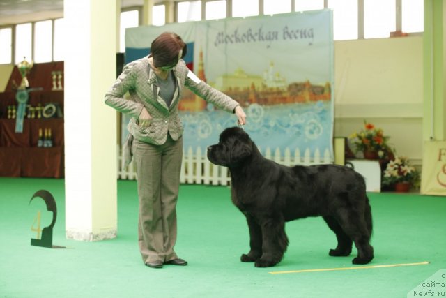 Фото: ньюфаундленд Beguschaya po Volnam Hand Made (Бегущая по Волнам Ханд Маде)